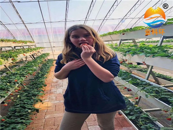 草莓立體種植  遼寧客戶實拍案列