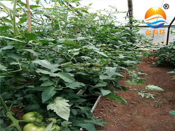 番茄種植槽03