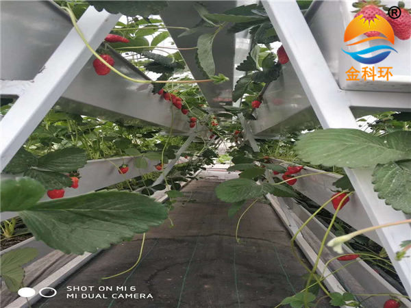 草莓種植槽53