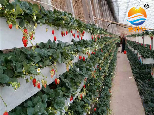 后墻種植槽4