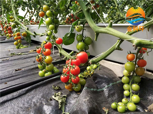 番茄種植槽21