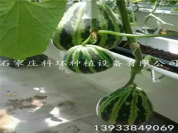 立體種植草莓栽培槽