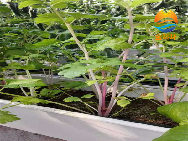 蔬菜種植槽23